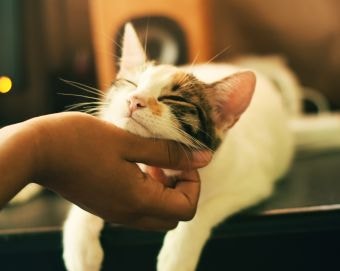 Spoil Your Feline with Discounts on National Cat Day